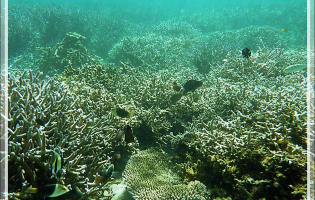 Snorkeling à Grande Mitsio : Forêt de coraux et ses habitants - Madagascar