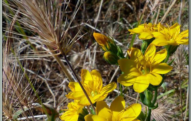 Chlorette ou Blackstonie perfoliée, Centaurée jaune, Centaurée perfoliée, Chlore perfoliée, Petite gentiane jaune (Blackstonia perfoliata) - Ars-en-ré - Île de Ré - 17