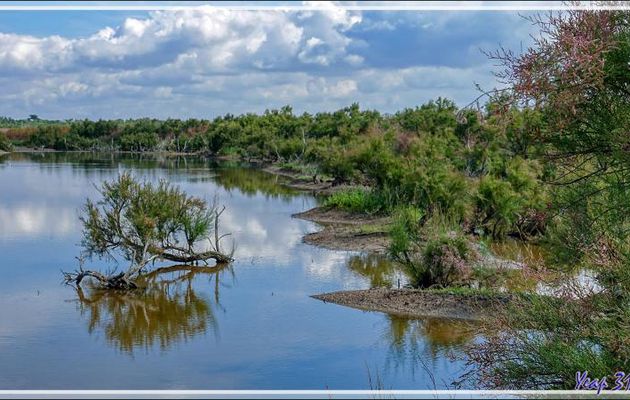 Marais aux tamaris - Chenal du Roc - Les Portes-en-Ré - Ile de Ré - 17