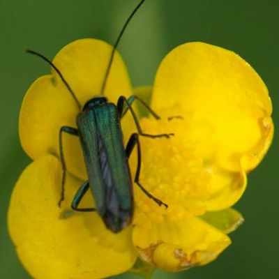 Oedemera nobilis (Œdémère noble)