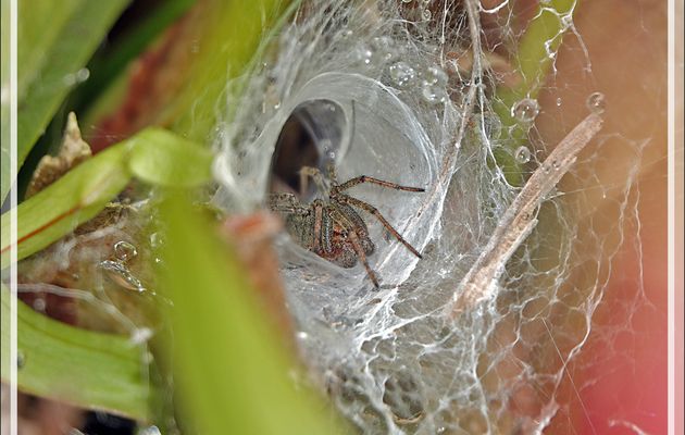 Araignée Agélène à labyrinthe mâle, Labyrinth spider (Agelena labyrinthica) - Lartigau - Milhas - 31