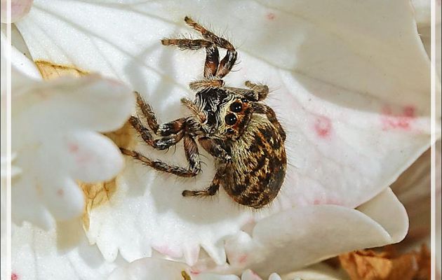 Araignée sauteuse : Saltique indéterminée - Lartigau - Milhas - 31