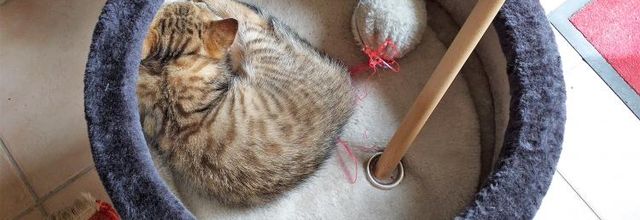 Dimanche c'est chat - Quya