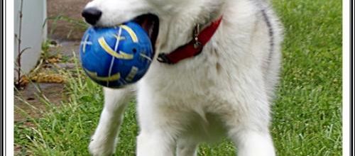 Les jouets de vos Huskys (28 mai 2013)