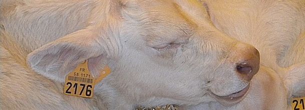 Salon de l'Agriculture 2012 : Petits veaux Charolais