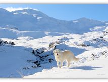 La Bonette 2#2