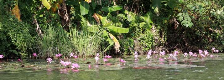 Le complexe paysager de Trang An et ses fleurs de lotus