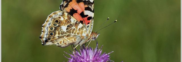 Belle Dame (1) - Vanessa cardui