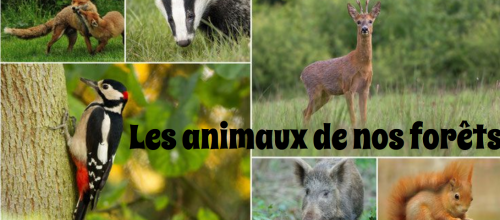 Genially sur Les animaux de nos forêts