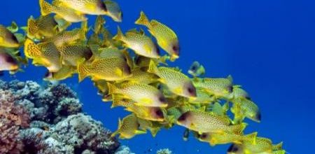 Les poissons sont assis ...