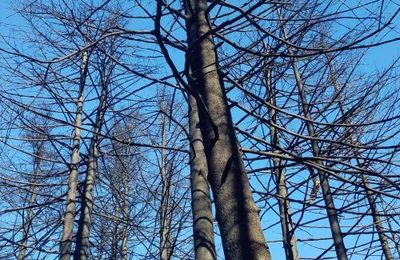 La flamme de l'espoir