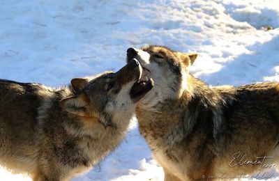 Le Loup (Canis lupus)