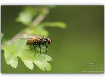 À la découverte des mouches (1/2)