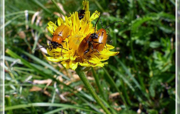 Crysomèle Lupérus portugais (Exosoma lusitanicum ou lusitanica) - Varrados - Val d'Aran - Catalogne - Espagne 