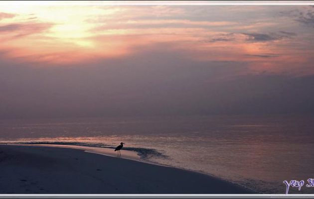 Plage surpeuplée au coucher du soleil - Thudufushi - Atoll d'Ari - Maldives