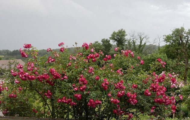 Les roses dans le mauvais temps