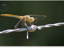 Sympétrum méridional (Sympetrum meridionale) femelle, parasitée d'hydracariens du genre Arrenurus