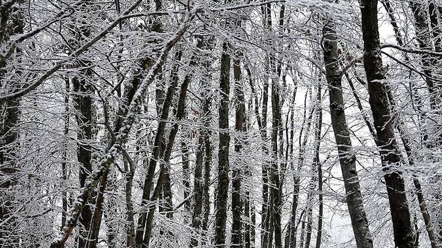 Le Premier Arbre et Fleurs du Vendredi...