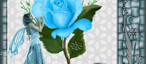 Ma rose bleue.