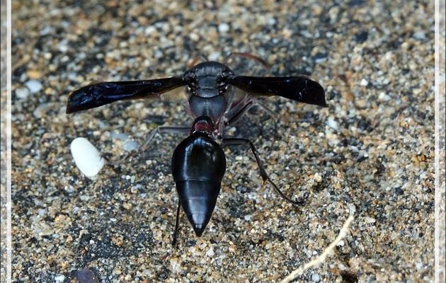 Guêpe maçonne, non agressive mais à la piqûre cuisante si on la provoque ! - Nosy Be - Madagascar