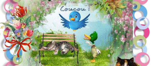 ANIMAUX OISEAU COUCOU