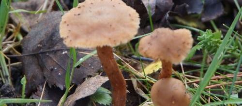un vrai temps à champignons