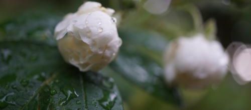 Rosier 'Pâquerette'