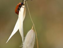 Lupérus portugais - Exosoma lusitanicum