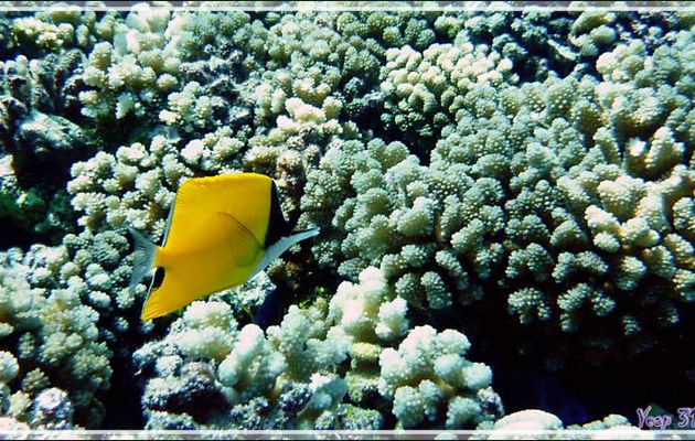 Poisson-pincette jaune ou Chelmon à long bec, Longnose butterflyfish (Forcipiger flavissimus) - Tumakohua (passe sud) - Atoll de Fakarava - Tuamotu - Polynésie française