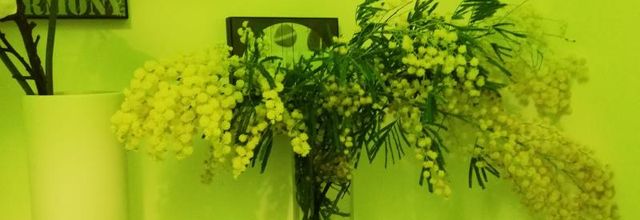 le Mimosa cadeau de Colette 