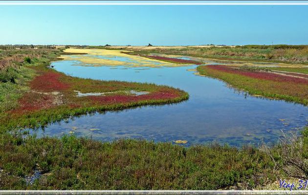 Un marais tout en couleurs - Ars-en-Ré - Île de Ré - 17