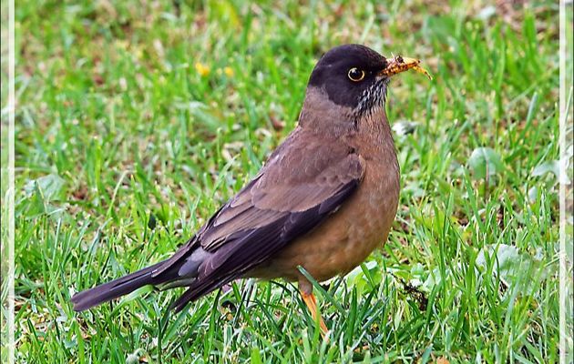Merle austral, Austral Thrush, Zorzal Patagónico (Turdus falcklandii) - Punta Arenas - Patagonie - Chili