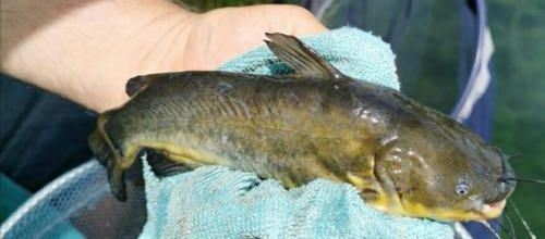 Poisson-chat