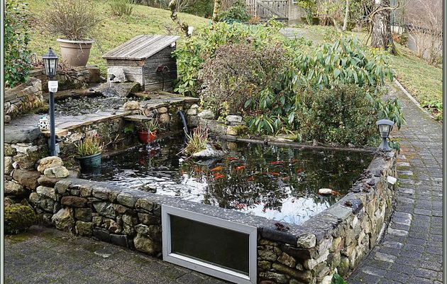 Invasion de grenouilles rousses pour la ponte 2020 - Lartigau - Milhas - 31