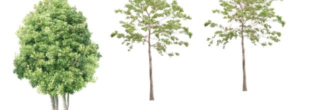 ѼVegetation