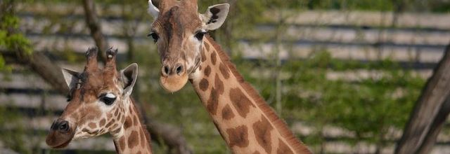 Parc Zoologique de Paris : La girafe d'Afrique de l'Ouest