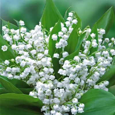 Les bonheurs du printemps