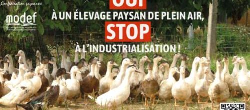 Oui à un élevage paysan en plein air !
