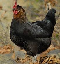 Oeufs de poule noire et coq rouge