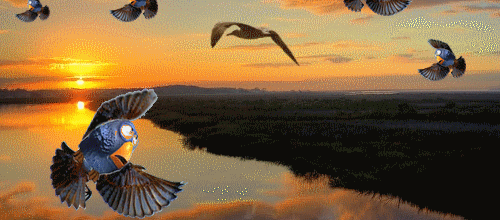 Free as a bird 
