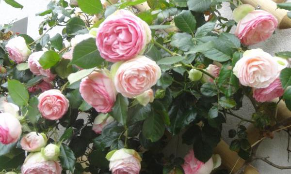 Mignonne, allons voir si la rose