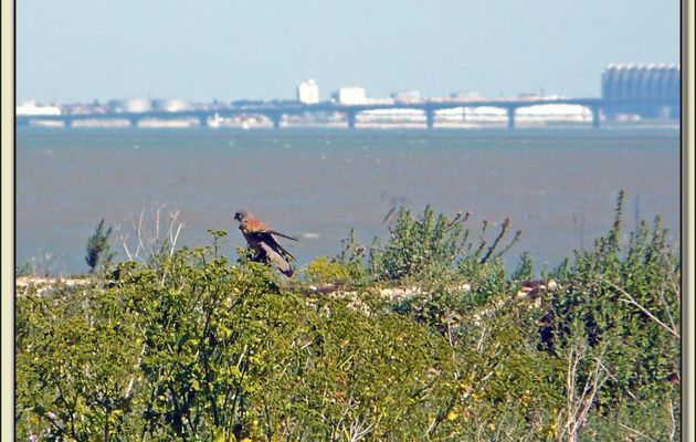 Faucon crécerelle sur fond de La Rochelle - Loix-en-Ré - Ile de Ré - 17