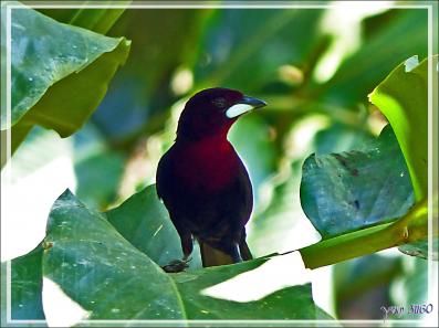 Tangara à bec d'argent, Silver-beaked Tanager (Ramphocelus carbo) - Inkaterra Hacienda Concepcion - Puerto Maldonado - Pérou