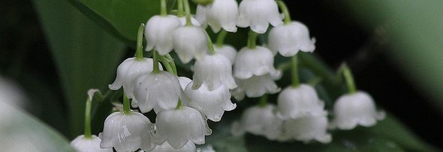Muguet  !
