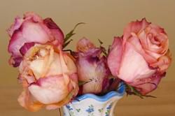 Rose "vieux rose".