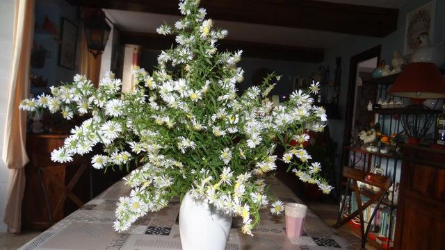 Quelques Fleurs du Jardin....
