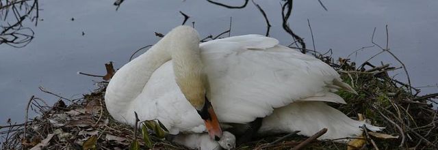 Lac Daumesnil : des petits cygnes voient le jour