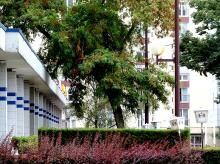 Metz / Une promenade sous quelques arbres...