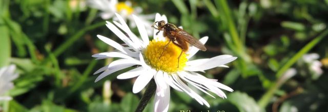 une pâquerette et une invitée !