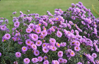 Rambouillet : Les asters d'été et d'automne